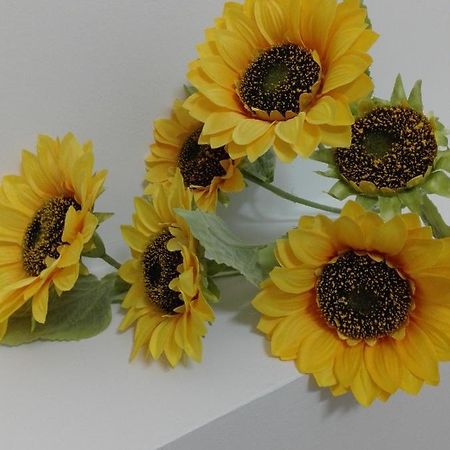 Girasole Grazioli 47 Bed & Breakfast Trento Dış mekan fotoğraf