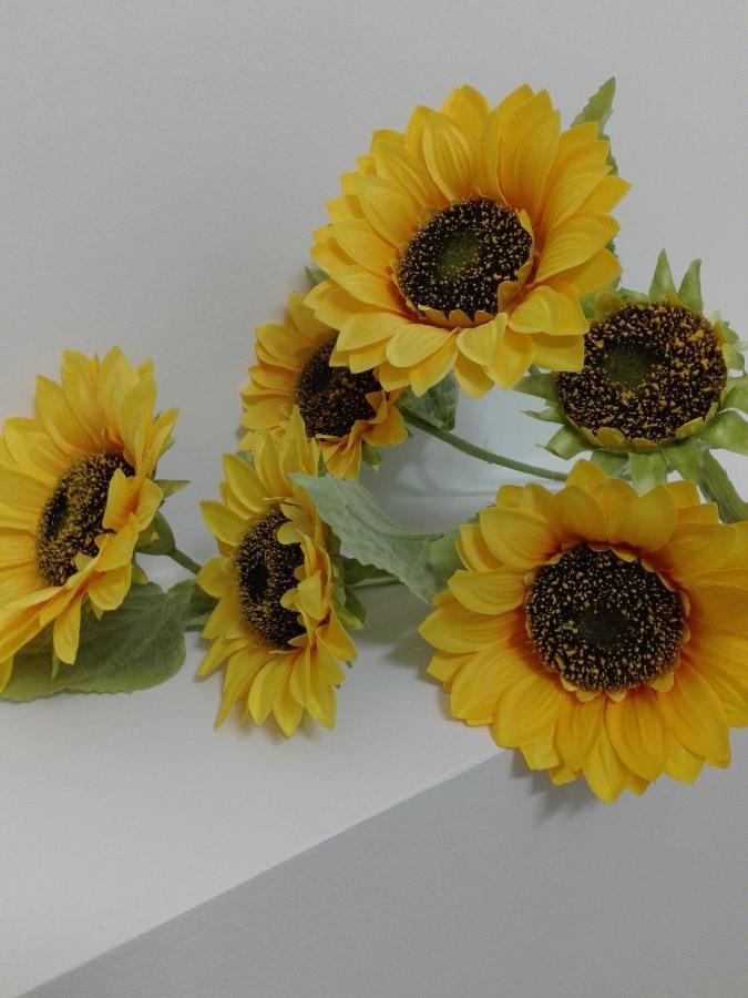 Girasole Grazioli 47 Bed & Breakfast Trento Dış mekan fotoğraf